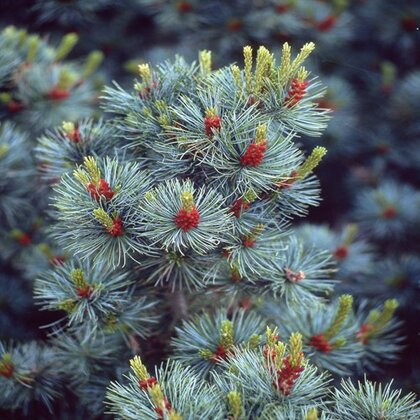 Borovice málokvetá Glauca, 300-350 cm, v kvetnáči (bonsaiový typ) Pinus parviflora Glauca